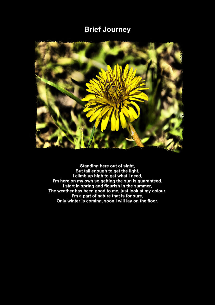 Brief Journey-1