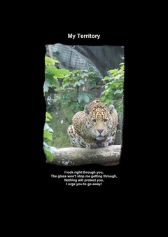 My Territory-1